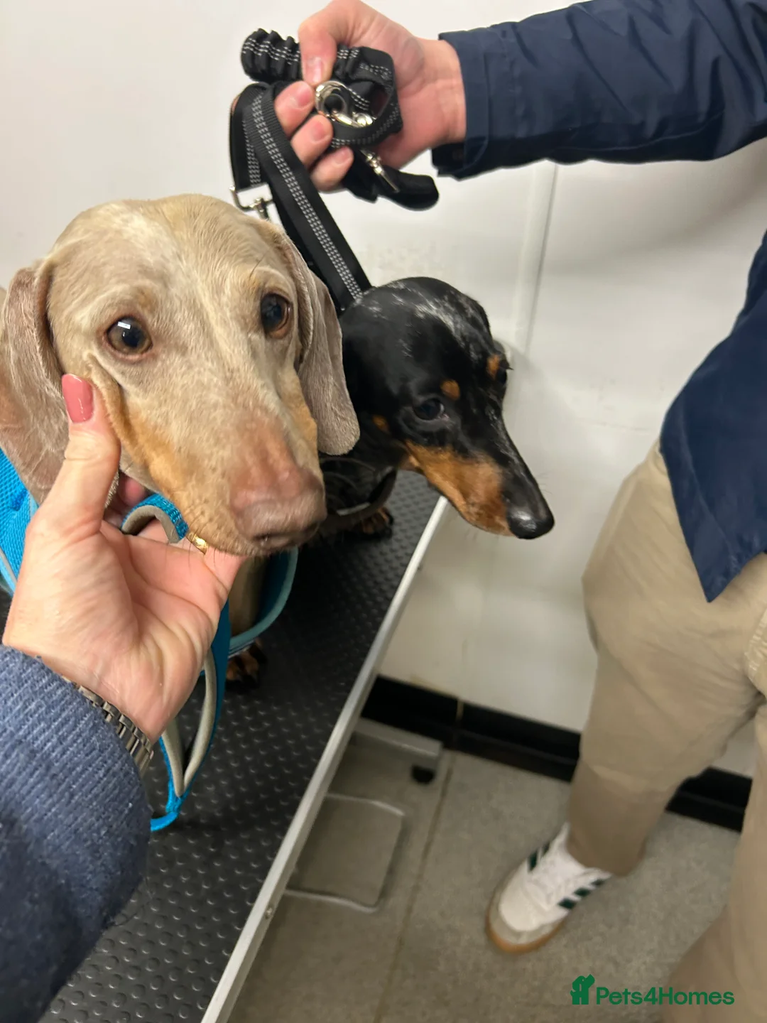 Miniature Dachshund dogs for stud: ⭐️ TRIGGER⭐️ smooth hair Isabella & Tan STUD in Mexborough - Advert 37