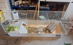Guinea Pig rodents for sale: 2 Female Guinea Pigs Sisters - Image 2