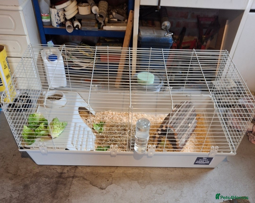 Guinea Pig rodents for sale: 2 Female Guinea Pigs Sisters - Image 2