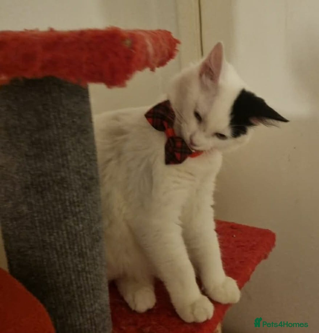 Mixed Breed cats for sale: Ragdoll mix boy - Advert 5