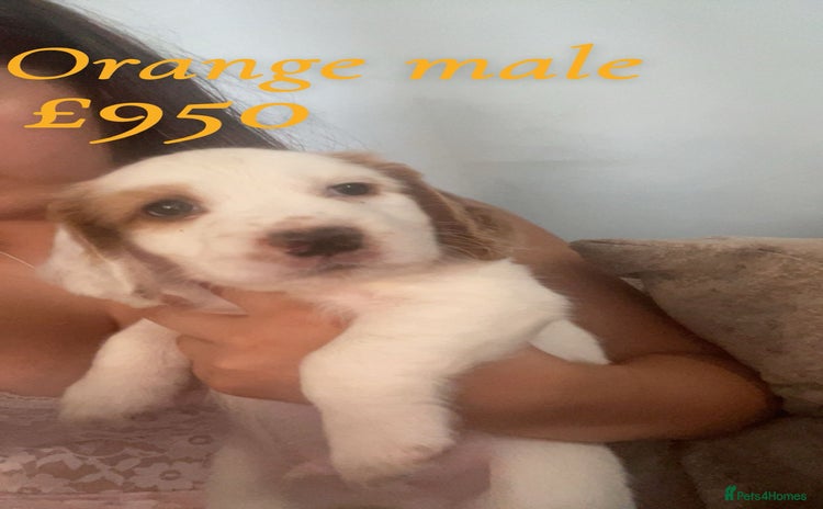 English Springer Spaniel dogs - Advert 5