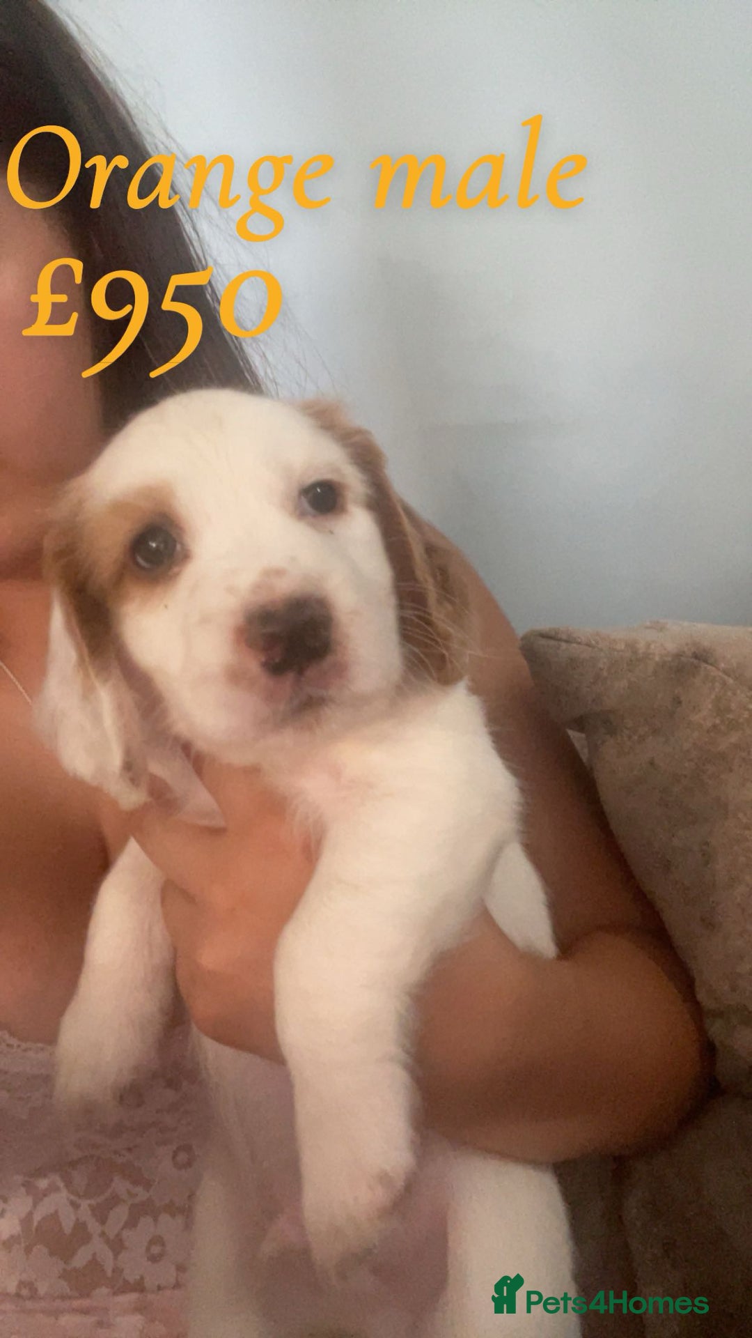 English Springer Spaniel dogs for sale: Gorgeous springer spaniel pups  - Image 1