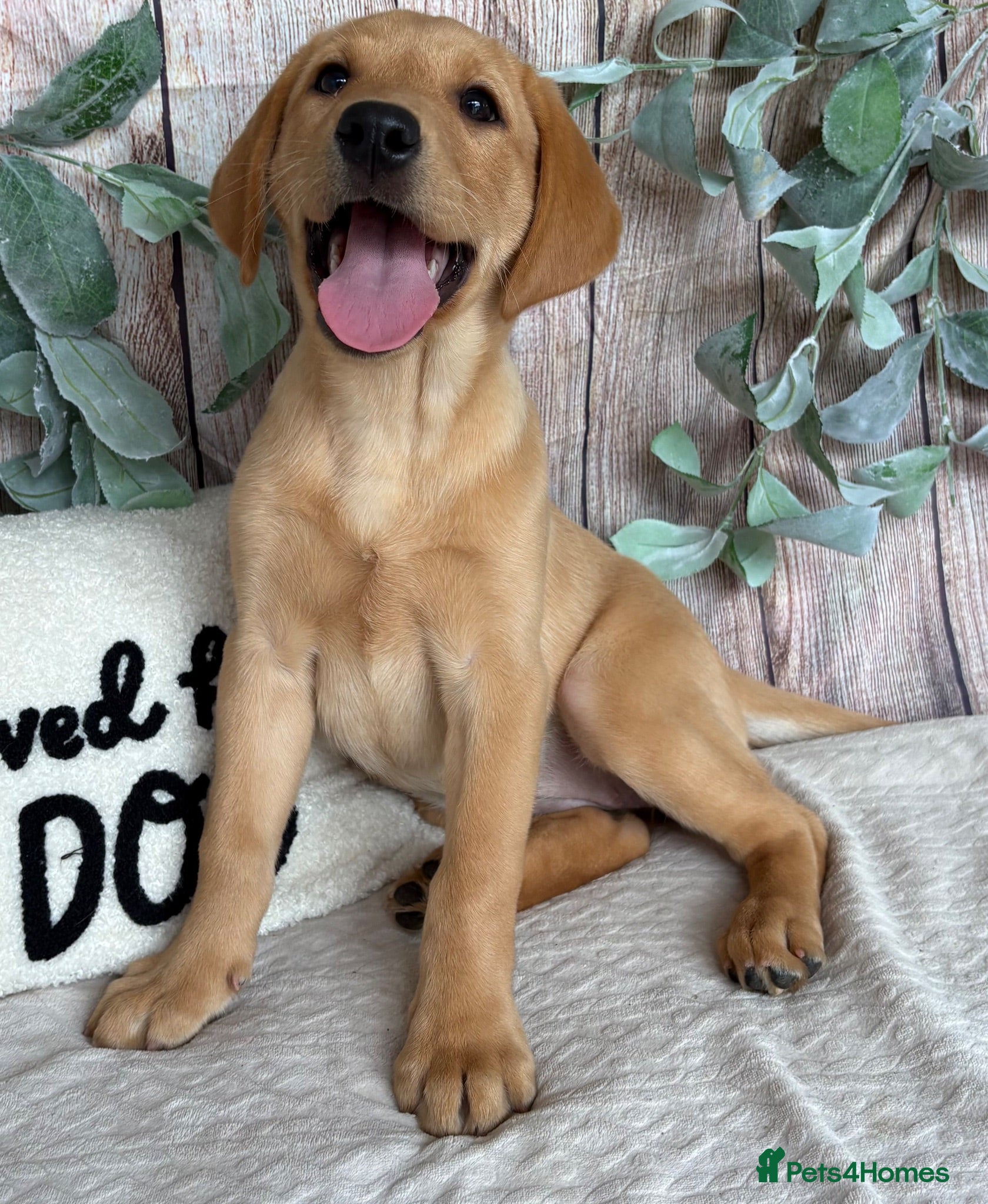 Labrador Retriever dogs Very Chunky Labradors Ready Now  - Advert 1