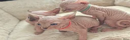 Sphynx cats for sale: 5 star kittens for 5 star homes - Advert 4