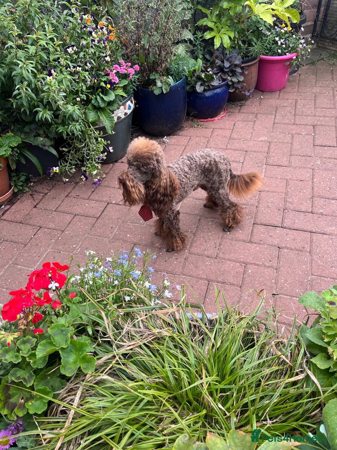 Toy Poodle dogs for stud: K.C Chocolate ToyPoodle at Stud in Coventry - Advert 4