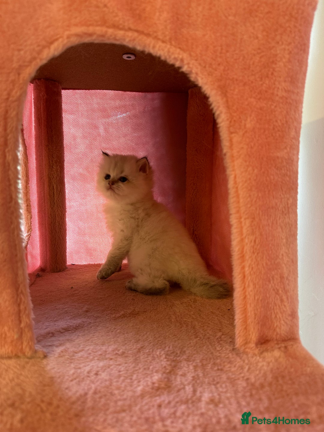 British Longhair cats for sale: TOP QUALITY BRITISH LONG HAIR KITTEN BOY  - Image 10