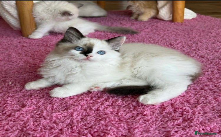 Ragdoll cats - Advert 7