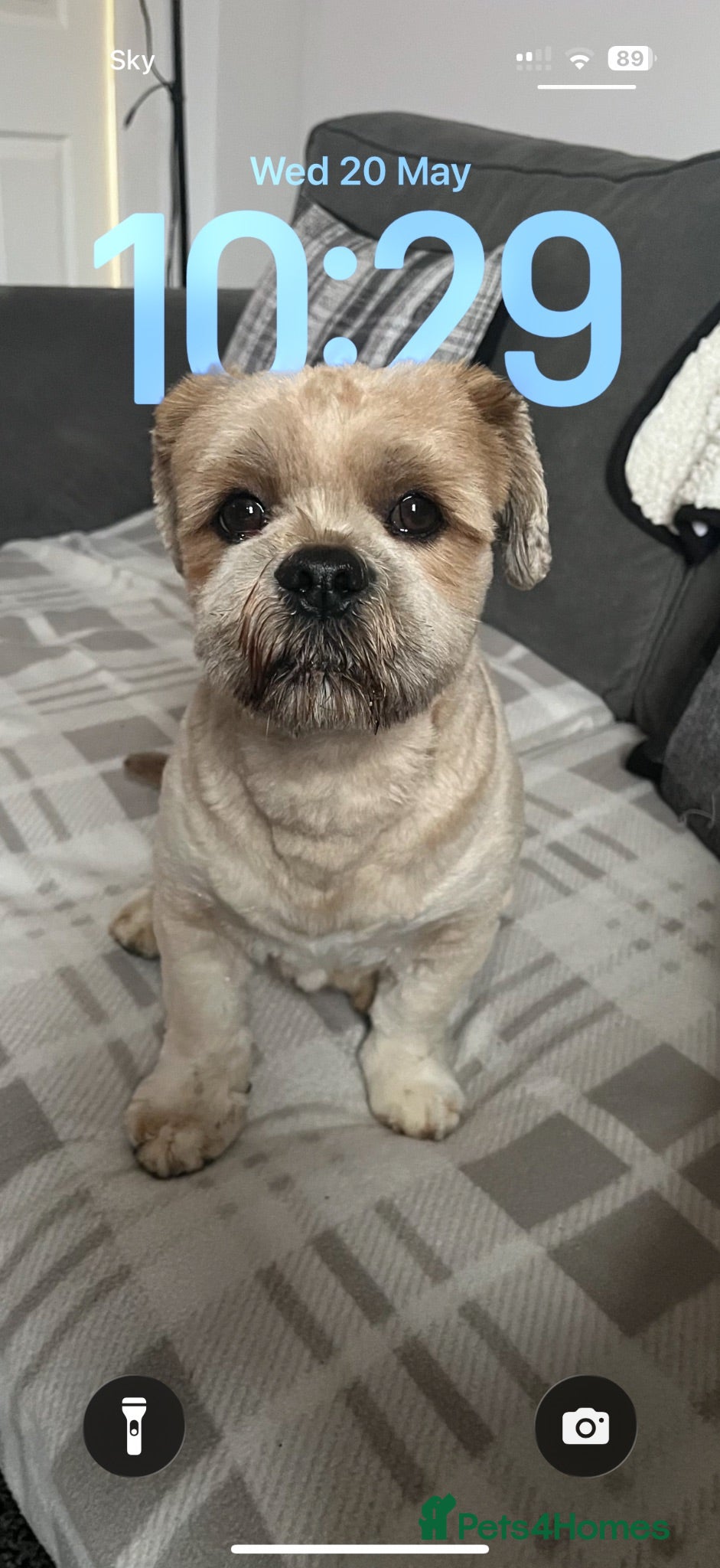 Lhasa Apso dogs Walter gorgeous Lhasa apso for stud  - Advert 3