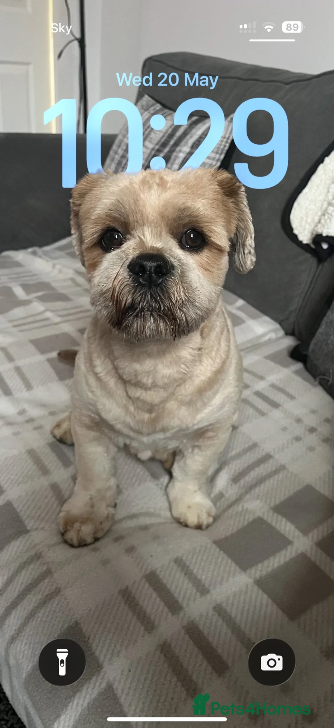 Lhasa Apso dogs for stud: Walter gorgeous Lhasa apso for stud  - Advert 1