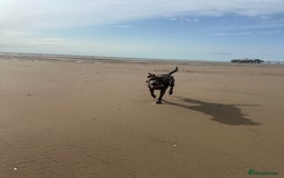 Mixed Breed dogs for sale: Beautiful Blue lab cross  - Image 11