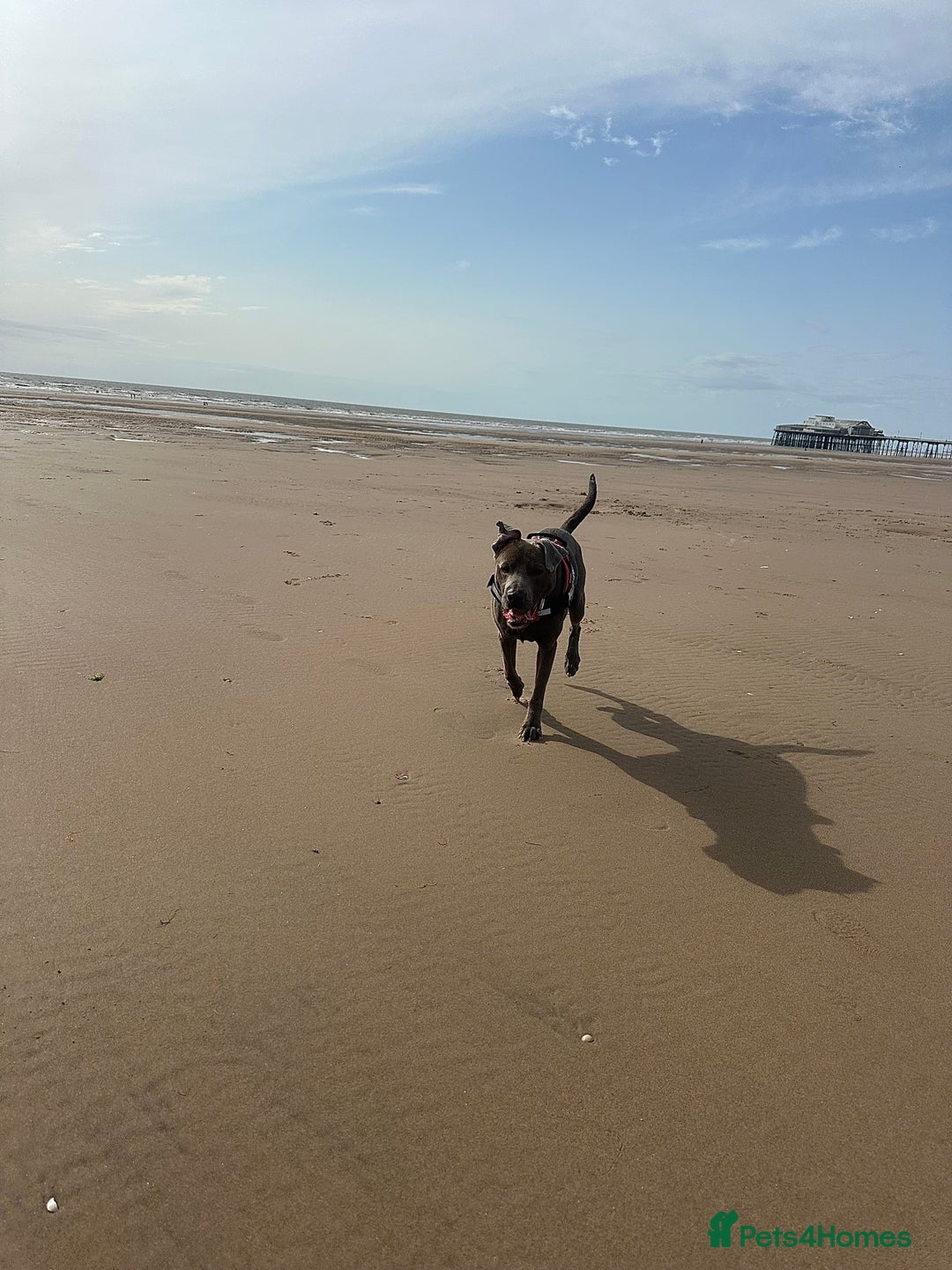Mixed Breed dogs for sale: Beautiful Blue lab cross  - Image 11