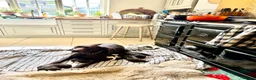 German Shorthaired Pointer dogs for sale: Litter of nine family raised GSPs  - Advert 12
