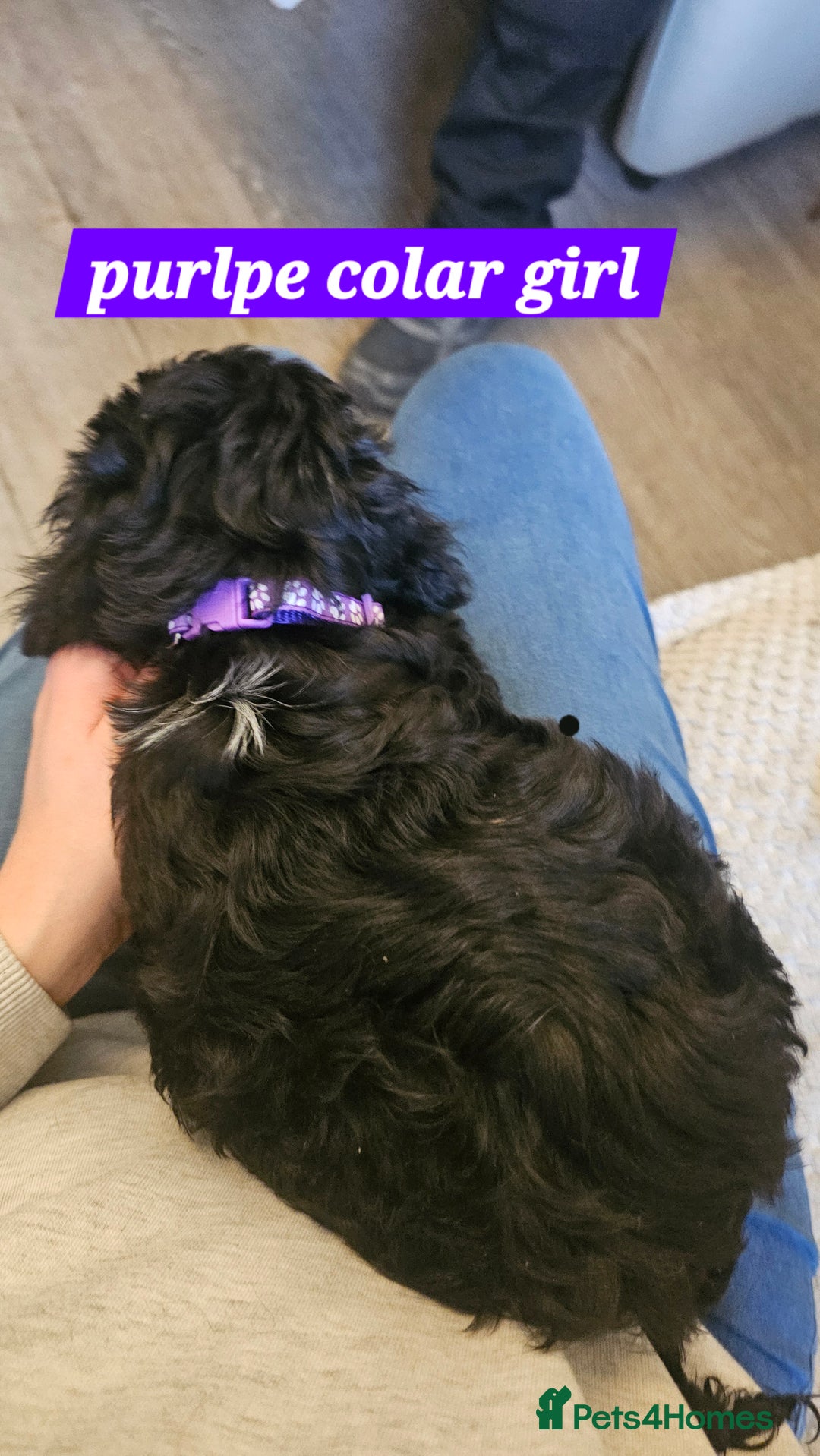 Cockapoo dogs for sale: 5 stunning f2 cockapoos ready togo x - Advert 10