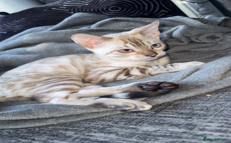 Bengal cats - Advert 10