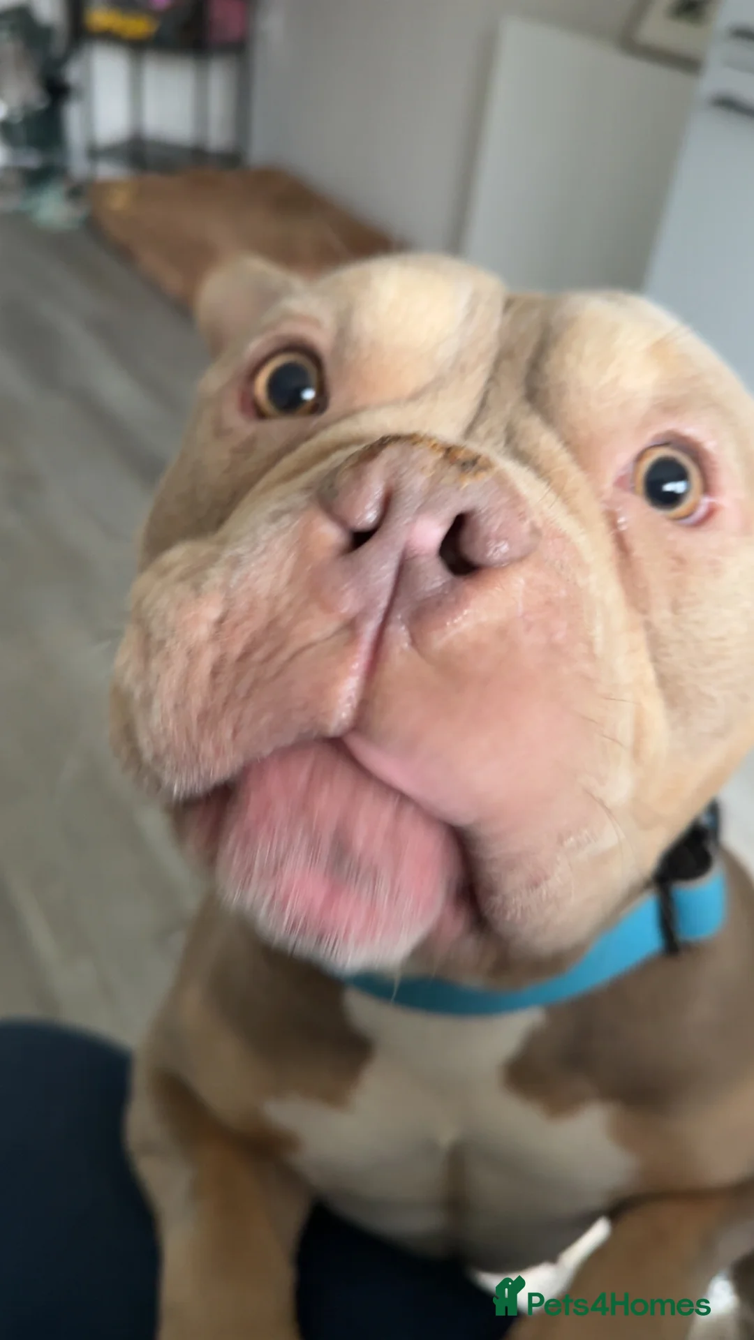 Mixed Breed dogs for sale: American Pocket Bull - Advert 6