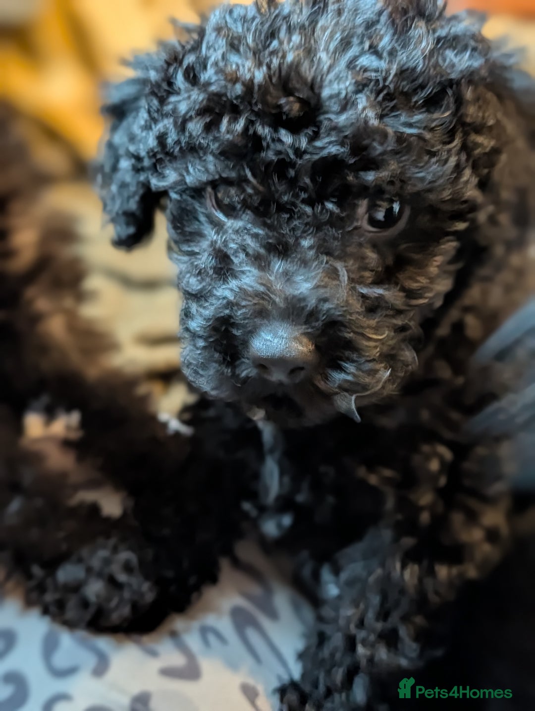 Chipoo dogs for sale: Beautiful tiny fluffy chipoos - Advert 2