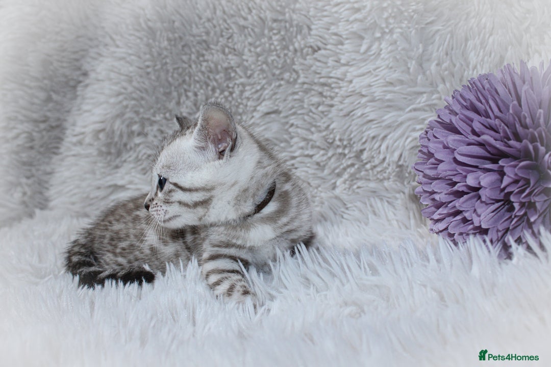 Bengal cats for sale: 🏆OUTSTANDING SHOW WINNING BENGALS KITTENS🔥 - Image 9