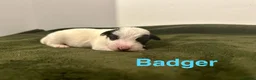 Jack Russell dogs for sale: ❤️Beautiful Traditional Jack Russell puppies❤️  - Advert 8