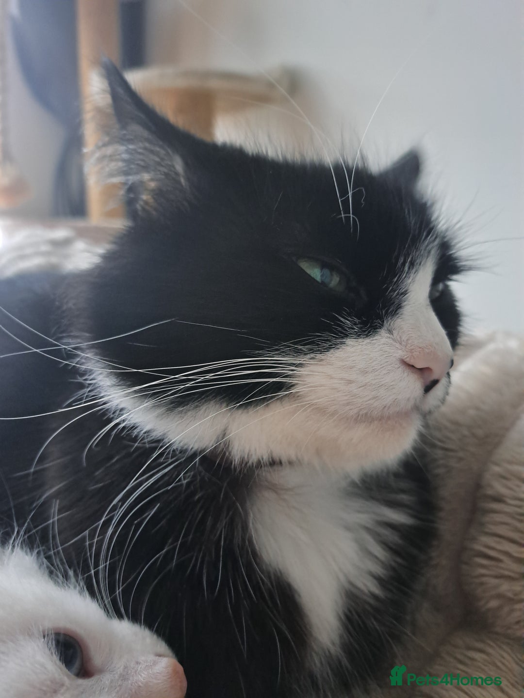 Mixed Breed cats for sale: Girl cat looking for a home - Advert 7