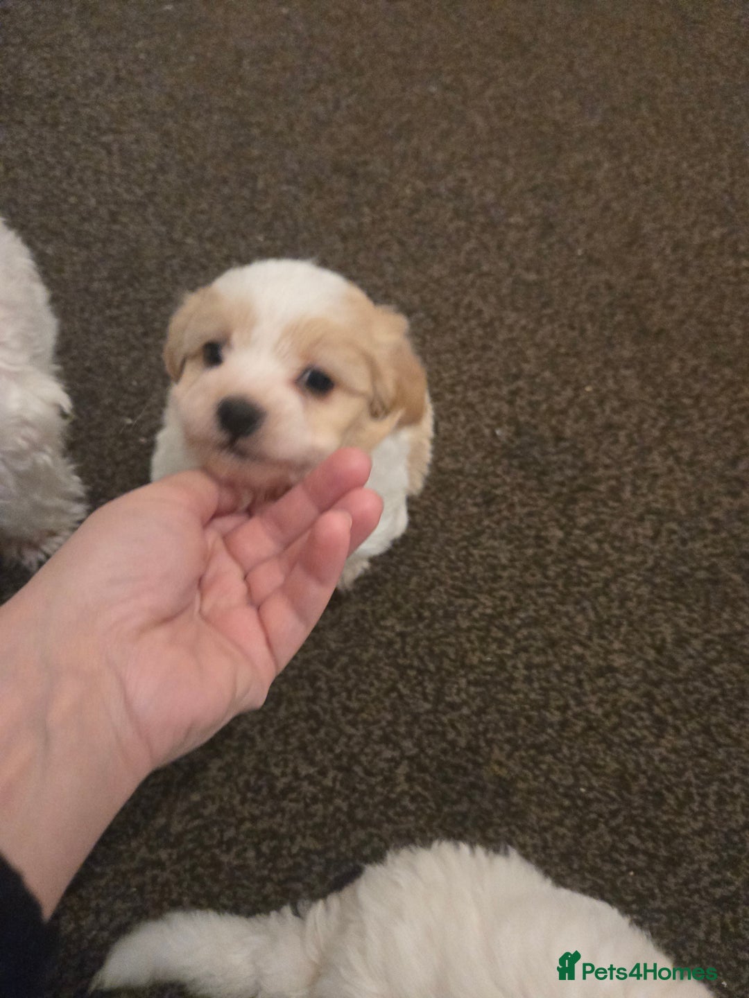 Maltese dogs for sale: Bichon Maltese Puppies,1 Male,2 Females,1 Mini Toy - Advert 2