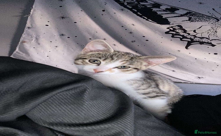 Domestic Shorthair cats - Advert 5