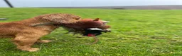 Cocker Spaniel dogs for stud: Exceptional Working Cocker Spaniel Stud Dog - Advert 3