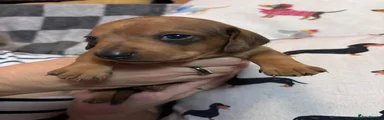 Jim