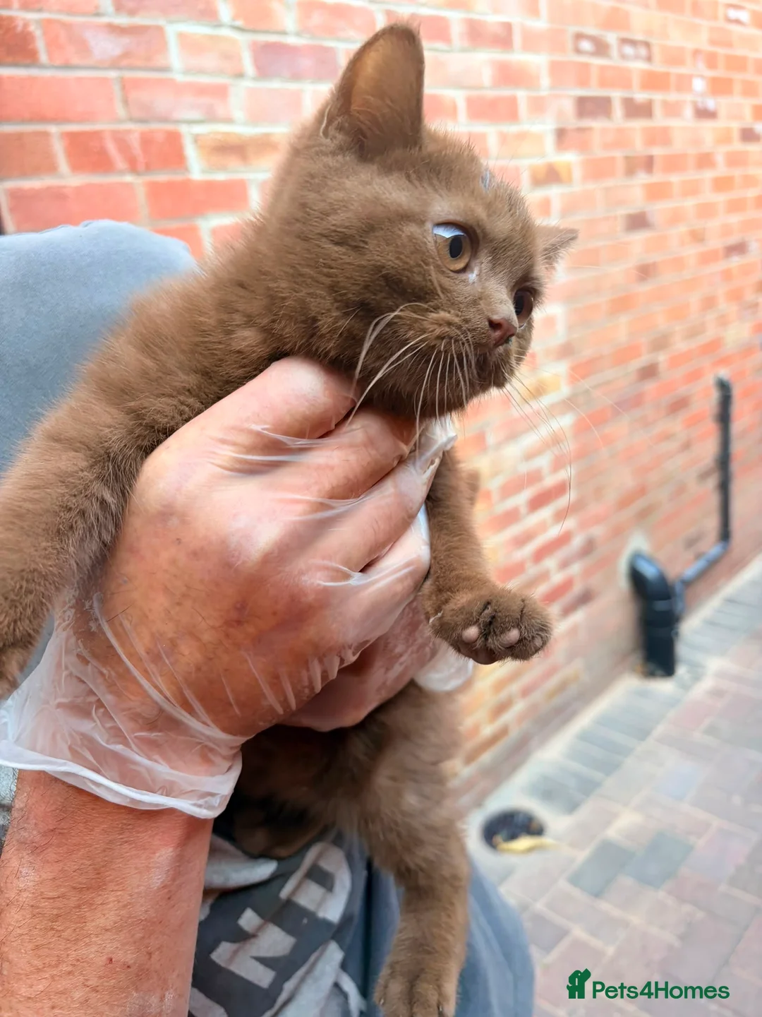 British Shorthair cats for sale: British Shorthairs  - Advert 10