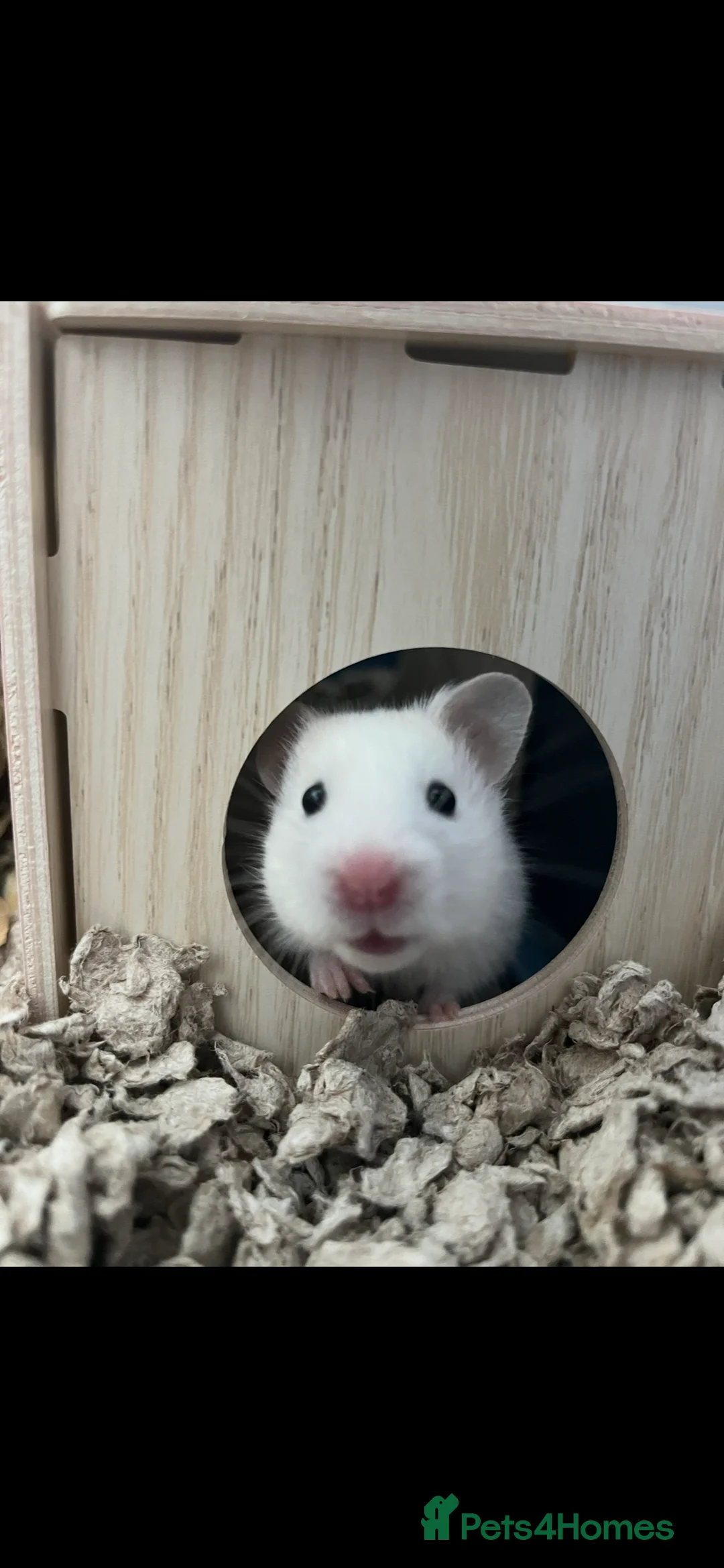 Hamster rodents for sale: Sweet white female hamster and set up  - Advert 1