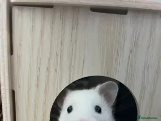 Hamster rodents Sweet white female hamster and set up - Advert 1