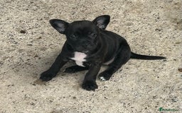 Mixed Breed dogs for sale: Jack Russell X Frenchie  - Image 2