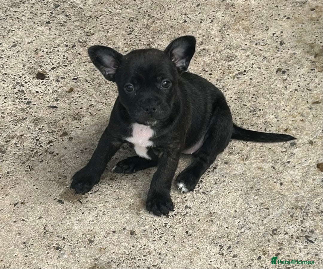 Mixed Breed dogs for sale: Jack Russell X Frenchie  - Image 2