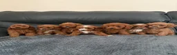 Cavapoo dogs for sale: Gorgeous CavaPoo puppies - Advert 3