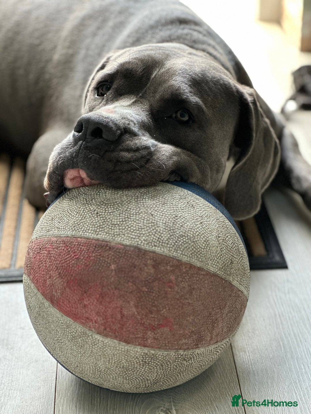 Mastiff dogs for sale: Mastiff dog ( Buddy )  - Advert 7