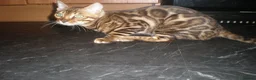 Bengal cats for sale: Beautiful Male Bengal - ready to leave  in Manchester - Advert 8