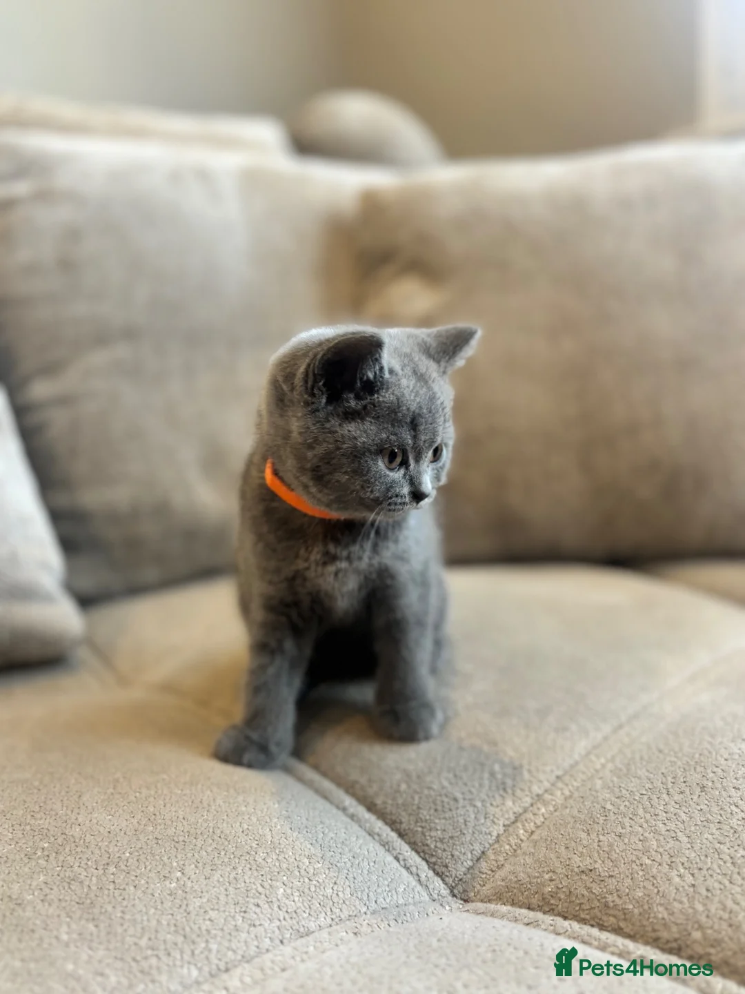 British Shorthair cats for sale: British Blue Shorthair GCCF Pedigree Registered  - Advert 8