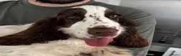 Cocker Spaniel dogs for sale: Show Type Cocker Spaniel in Bridgwater - Advert 3