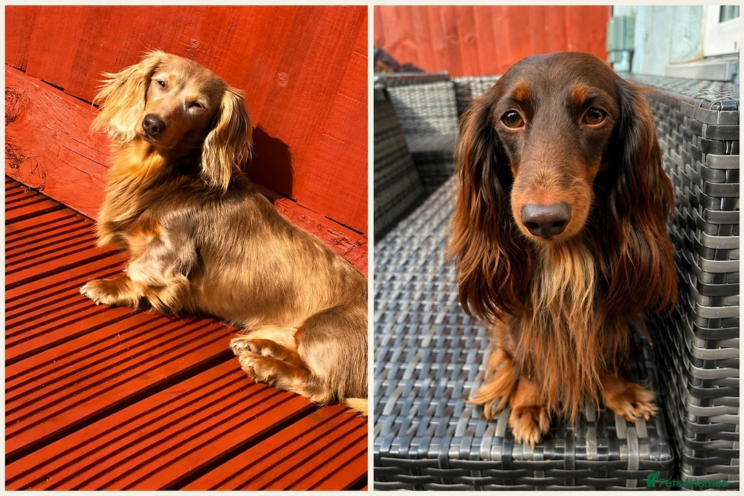 Miniature Dachshund dogs for sale: Long haired miniature dachshund x3 male - Advert 20