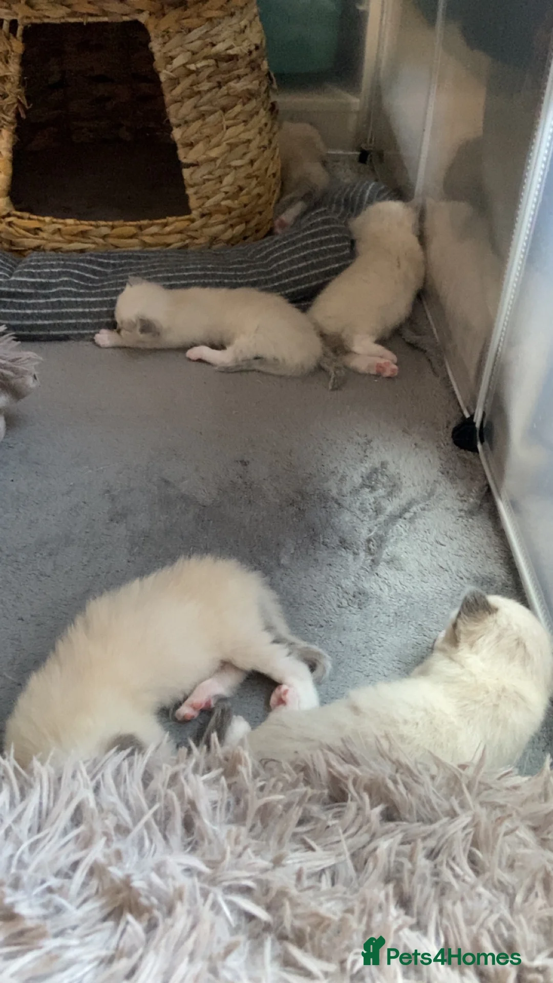 Ragdoll cats for sale: Blue and tortie mixed ragdoll litter  - Advert 11