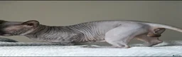 Sphynx cats for stud: Health Tested, Champion Bambino for stud - Advert 4