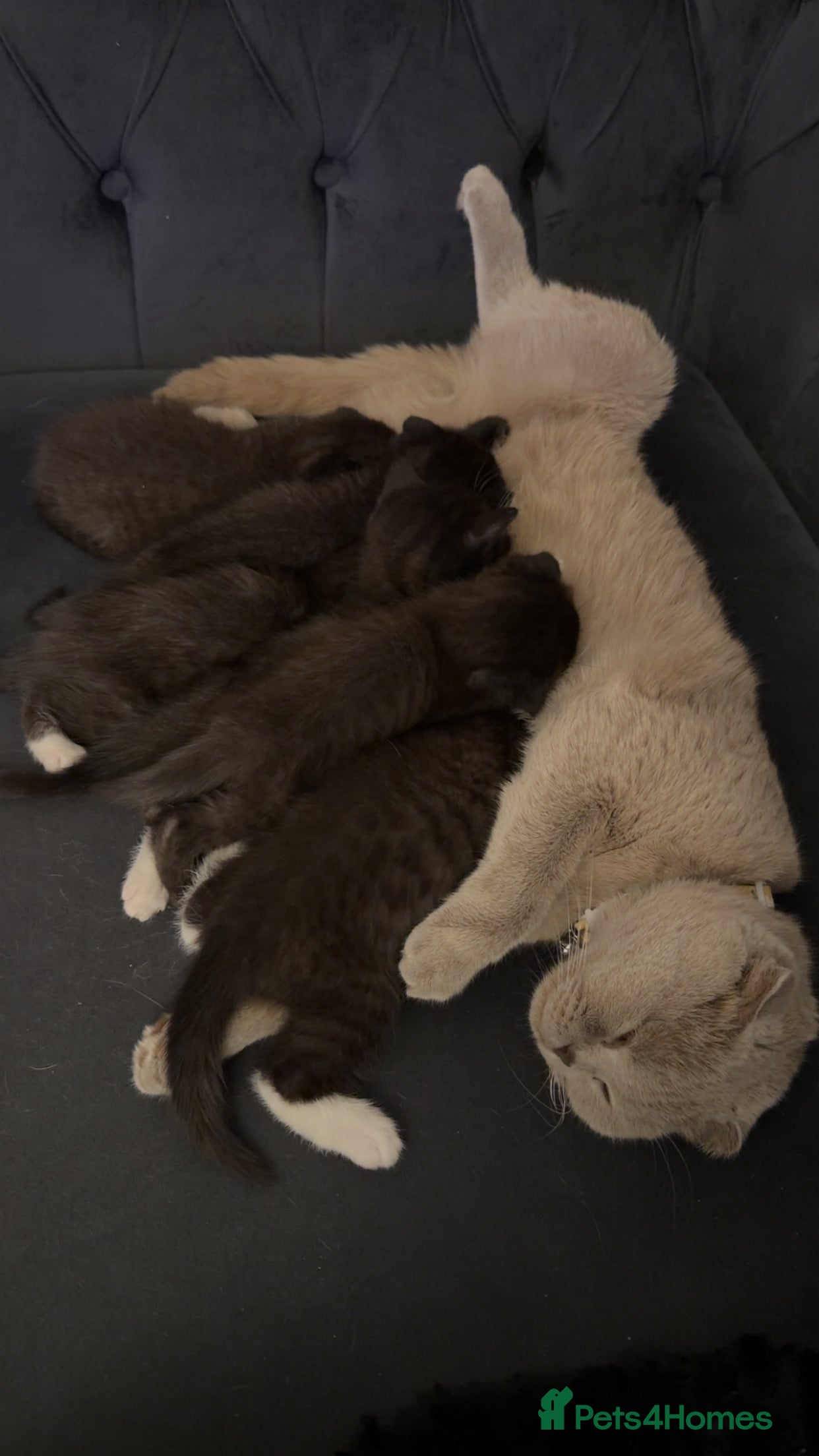 Scottish Fold cats 4 Beautiful Scottish Folds/Straights for sale - Advert 14