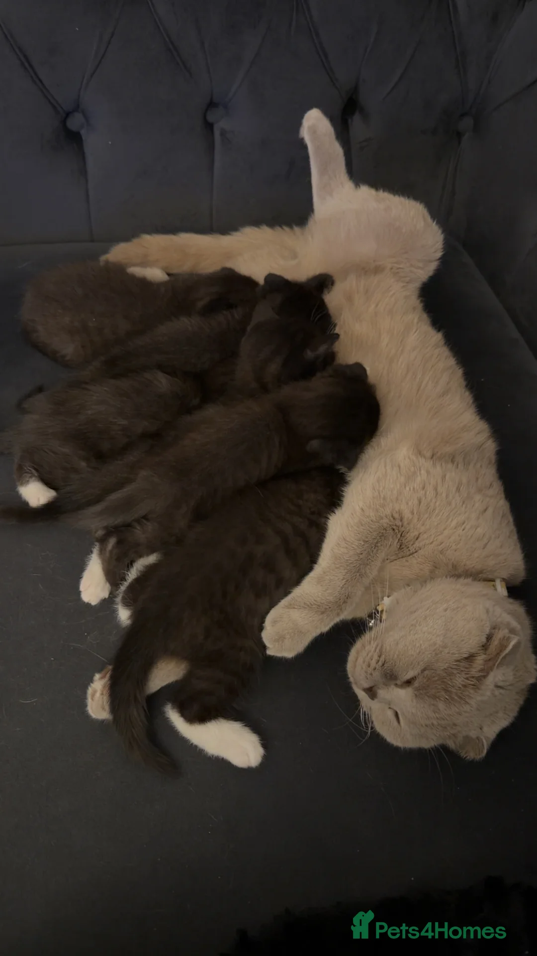 Scottish Fold cats for sale: 5 Beautiful Scottish Folds/Straights for sale - Advert 10