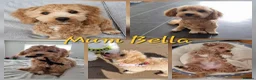 Maltipoo dogs for sale: 🐾 Beautiful Maltipoo Puppies – Home-Raised 🐾 - Advert 3