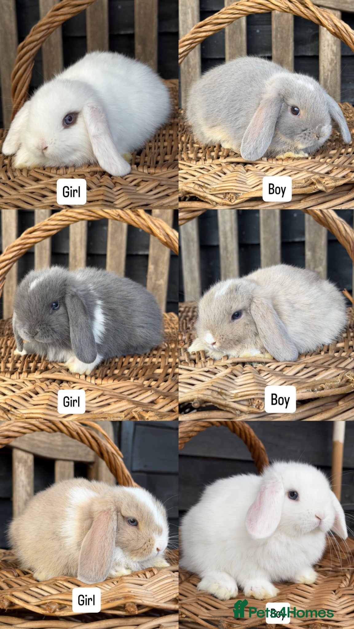 Mini Lop rabbits Pure Mini Lop babies - variety of colours + BEW - Advert 1