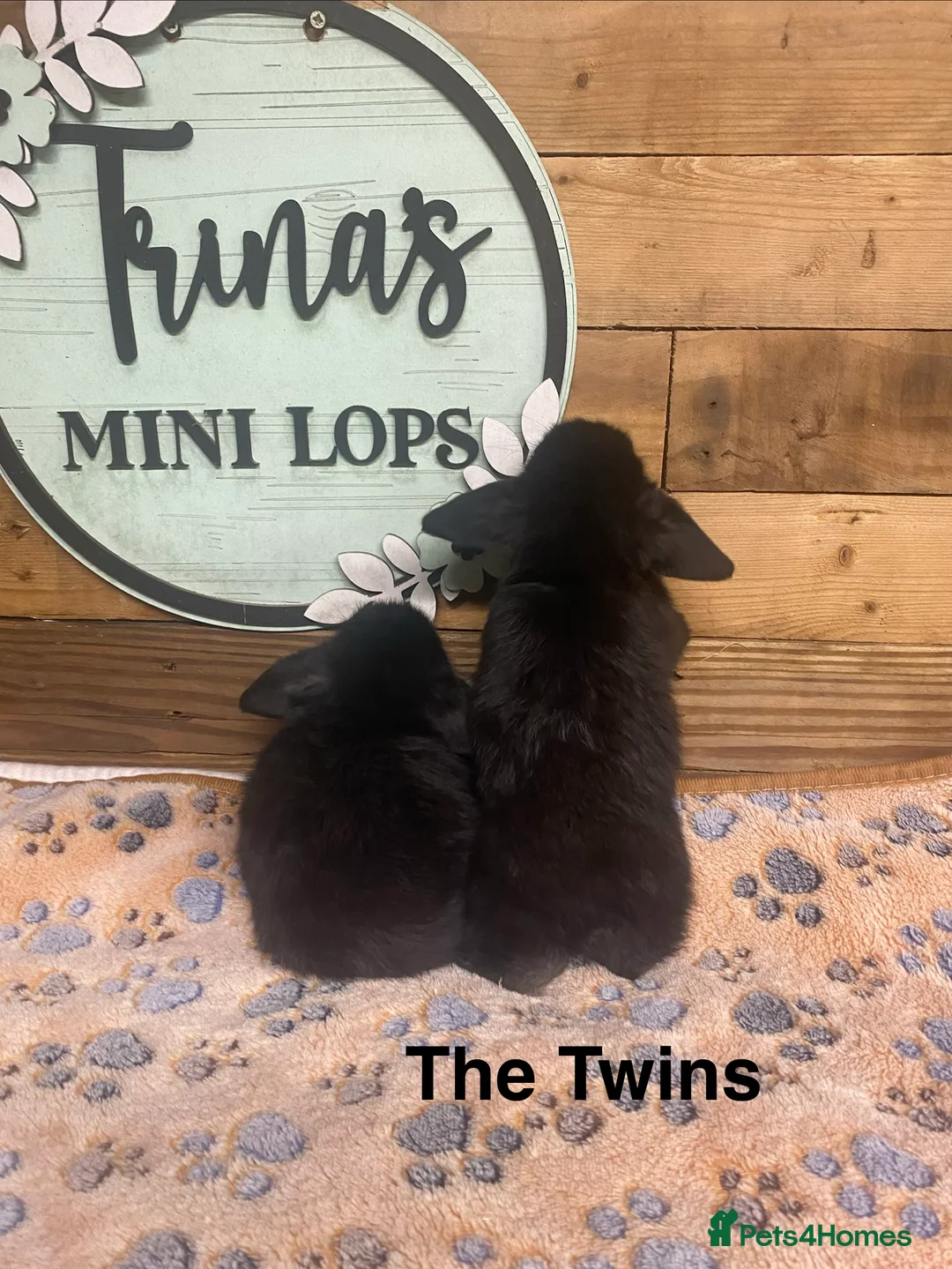 Mini Lop rabbits for sale: Purebred Baby Mini Lops - Advert 3