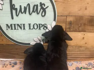 Mini Lop rabbits Purebred Baby Mini Lops - 2 remaining - Advert 8