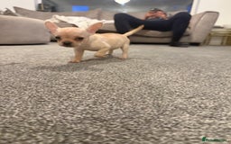 Mixed Breed dogs for sale: Frenchie x chihuahua pups - Image 5