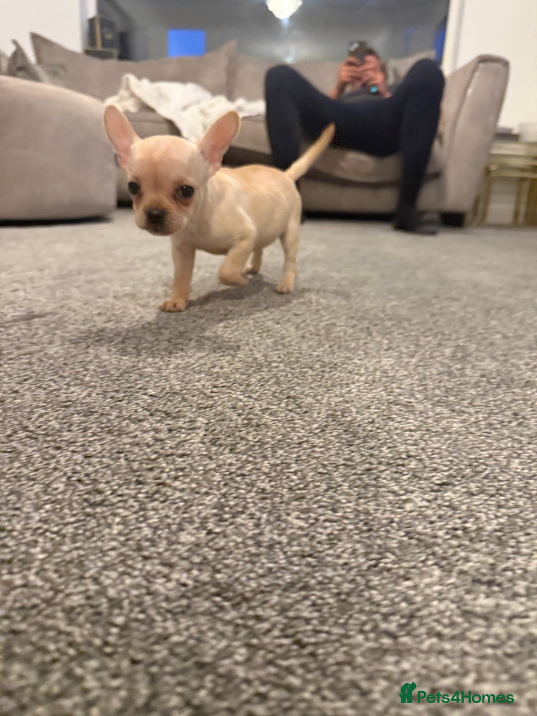 Mixed Breed dogs for sale: Frenchie x chihuahua pups - Image 5