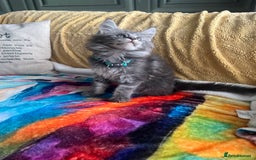 Maine Coon cats for sale: TICA registered Maine Coons, Ready end of August❤️ - Image 31