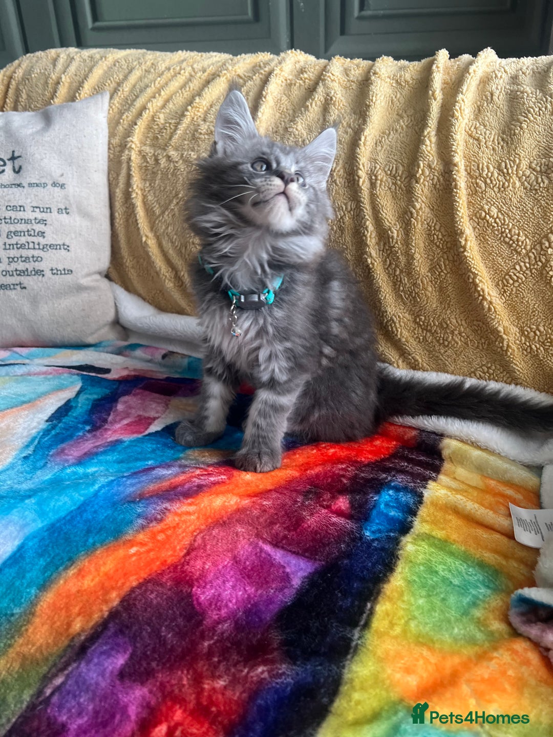 Maine Coon cats for sale: TICA registered Maine Coons, Ready end of August❤️ - Image 31